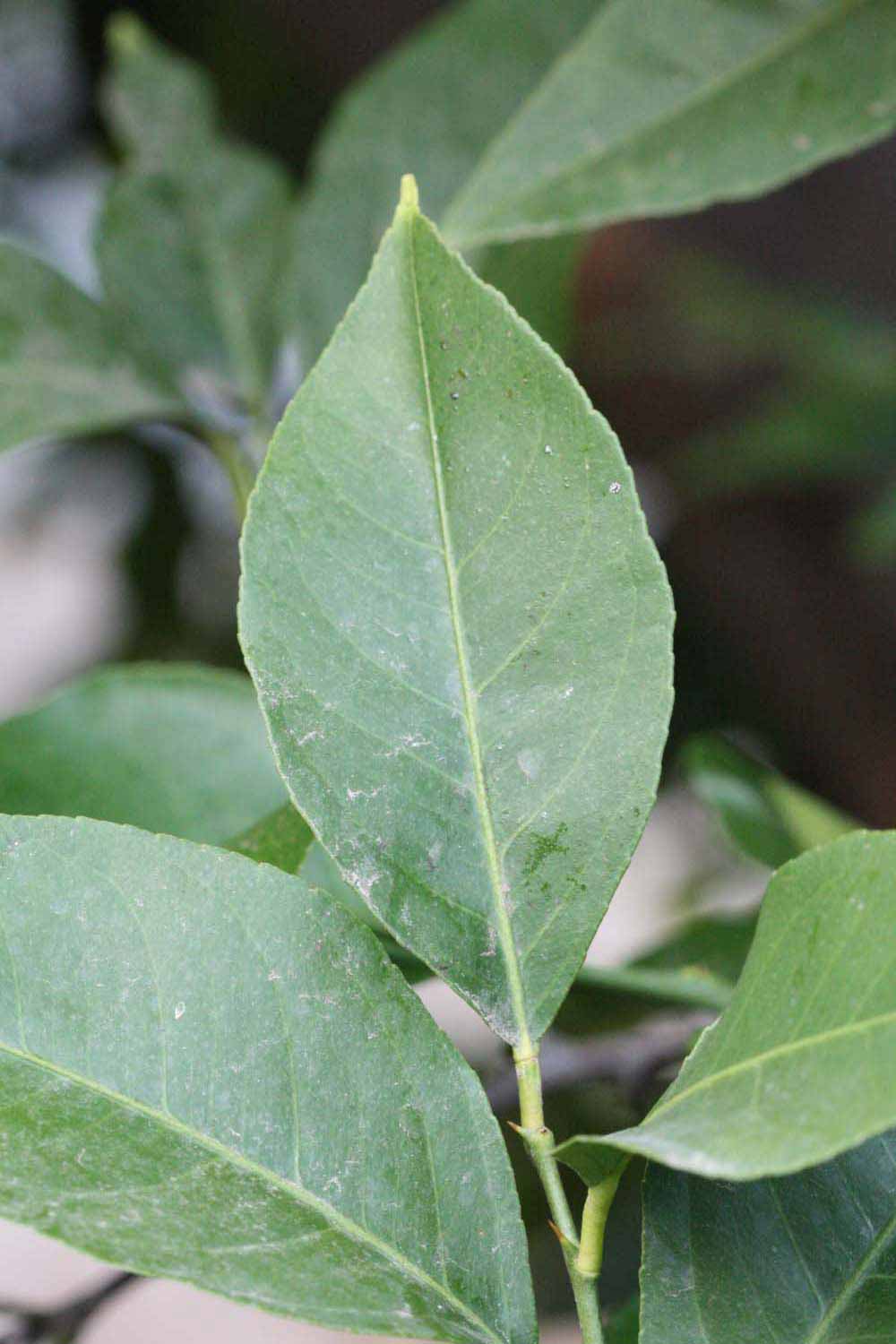              Unifoliolate leaf (Riverside, CA)       